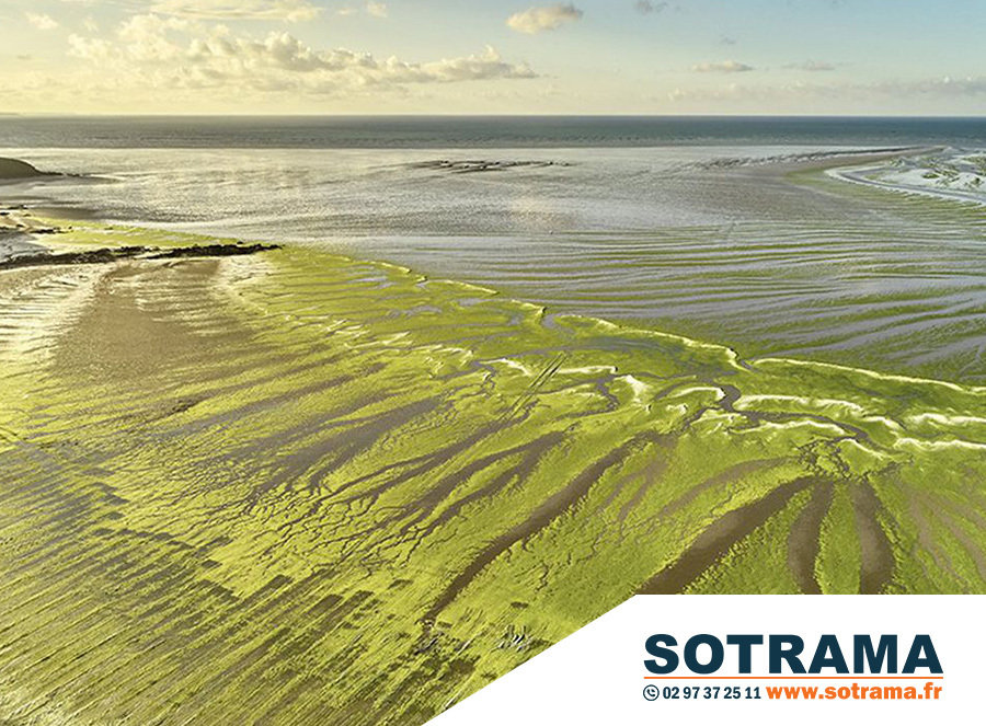 Algues vertes plage lutte Bretagne Morbihan écologie